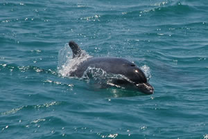 More dolphins
