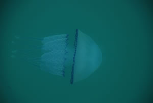 Rhizostoma pulmo (Jellyfish)