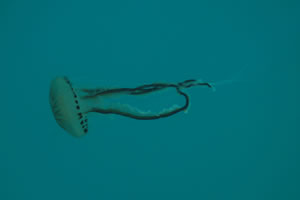 Compass jellyfish 