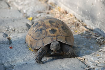 Old local resident of Myrina, Limnos Island