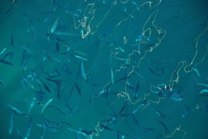 Fish Photo