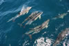 Dolphins playing alongside Serafina as we passed down the coast of Portugal