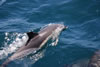 Dolphins playing alongside Serafina as we passed down the coast of Portugal.