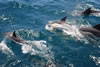 Dolphins playing alongside Serafina as we passed down the coast of Portugal.