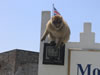 Barbary ape