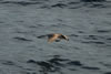 Cory Shearwater