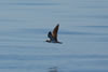 Cory Shearwater (2)