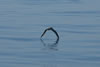 Cory Shearwater (3)