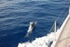Another Dophin visit