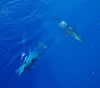 Sharks