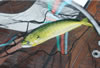 Name this fish?
