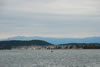 Sea of masts